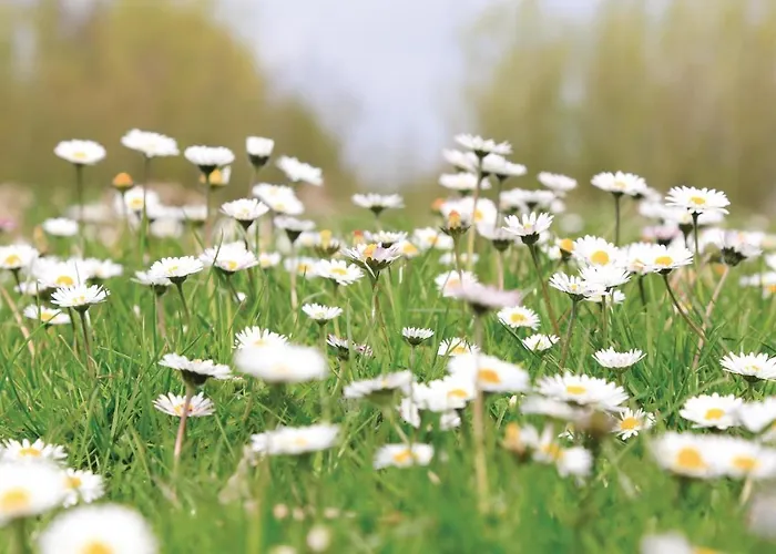 Het Kleinste Casa de Férias