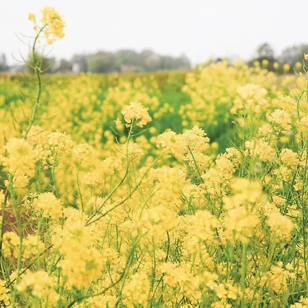別荘 Het Kleinste Maasdam
